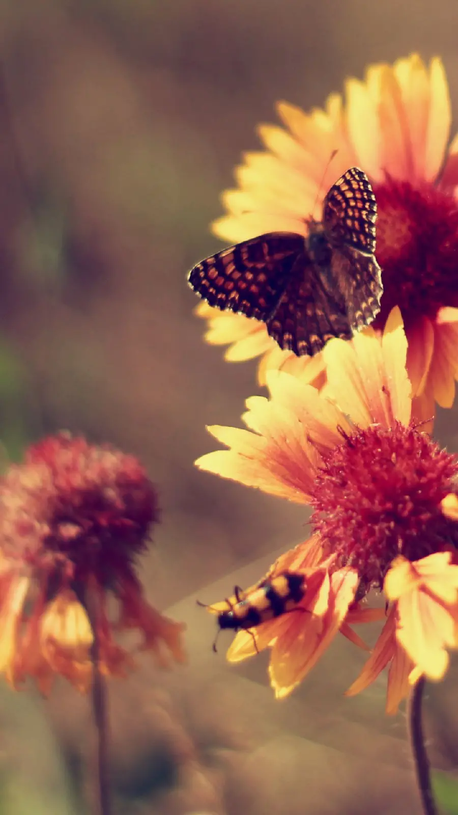 Most downloaded background for iPhone with cute and impressive butterfly design
