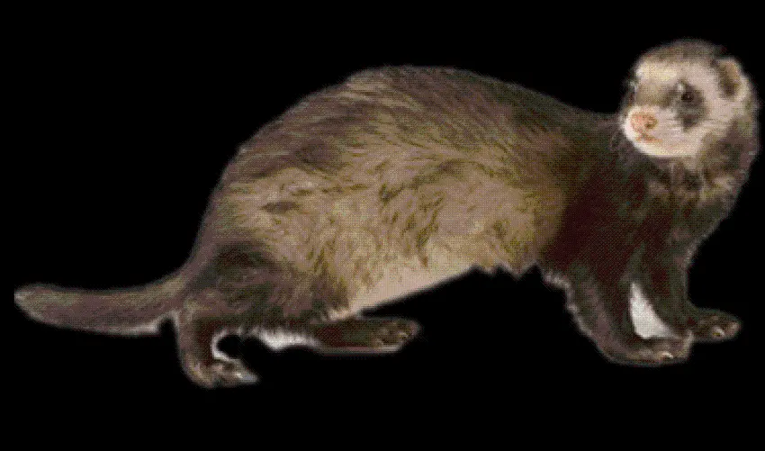 Realistic Otter High Quality Teleported Wallpaper in PNG Format