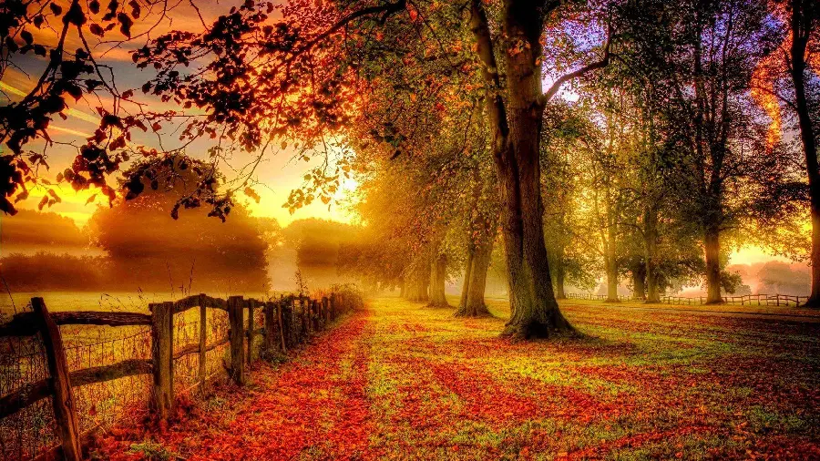 Autumn Photo at Sunrise and Light Reflection in Orange and Golden Autumn Leaves