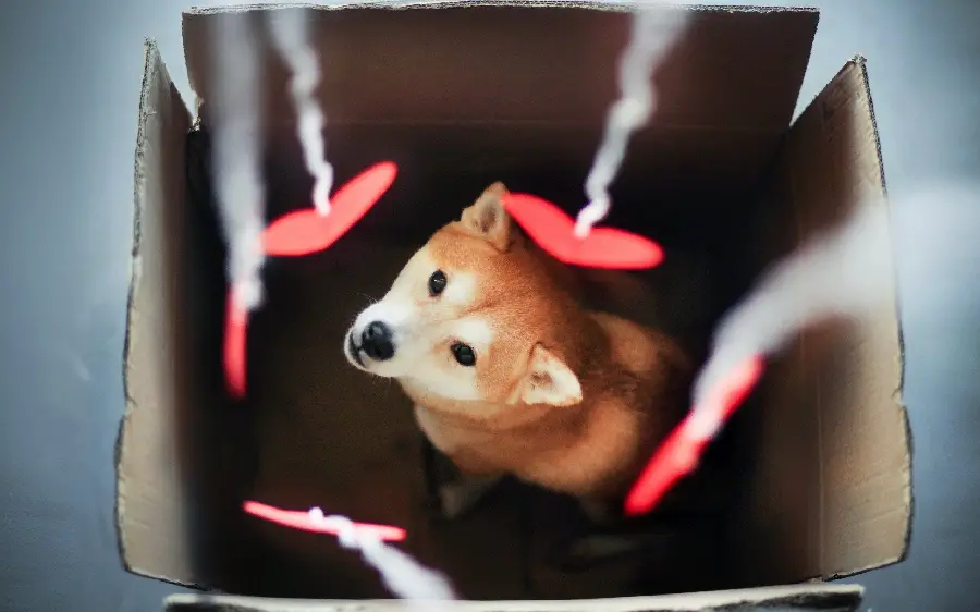 Beautiful and cute dog background image for Valentine's Day