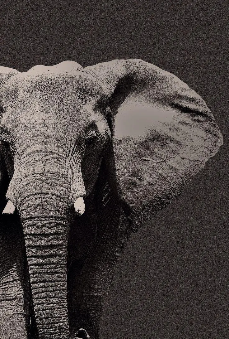 Background for iPhone with quality black and white elephant design 