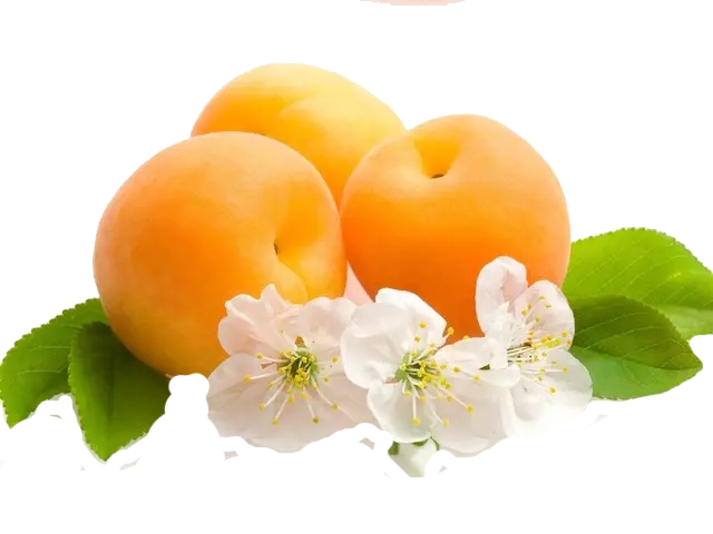 Apricot PNG images with transparent background for professional designs