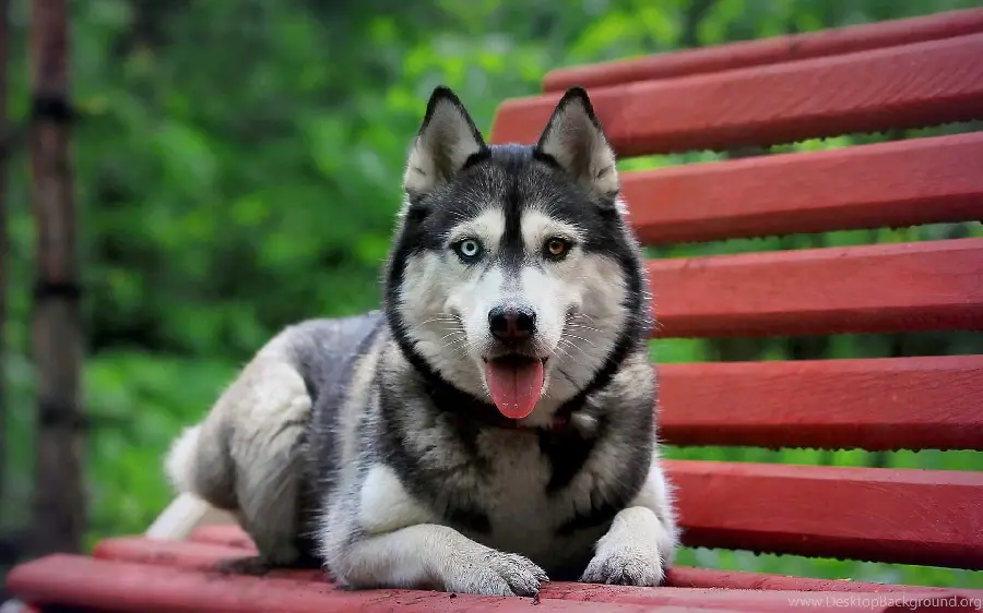 Download Profile Photo of Husky on Red Park Bench