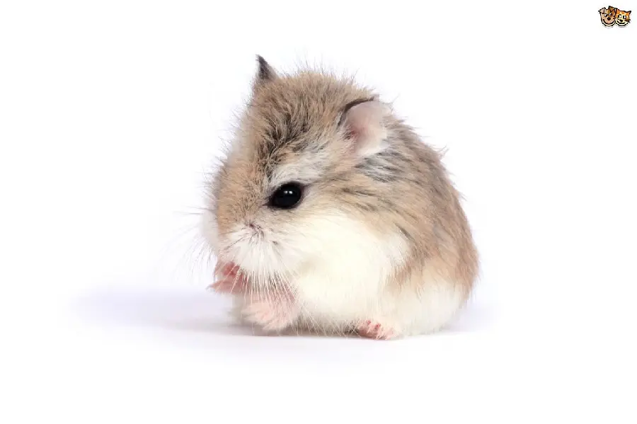 High quality photo of two-tone gray and white hamsters