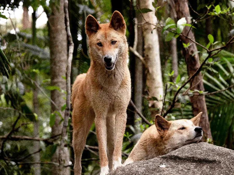 Awesome Dingo Stock Image with the Best Quality Possible