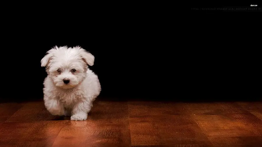 Photo Taken of a Teddy Dog for Desktop Background 