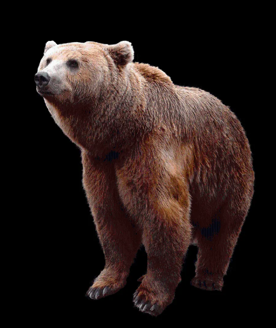 Awesome Bear PNG Stock Photo from Photo Reference Essence