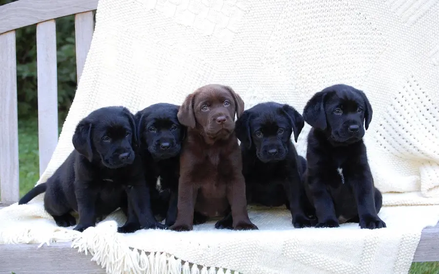 Image of Googly Puppies of the Popular Labrador Retriever Breed