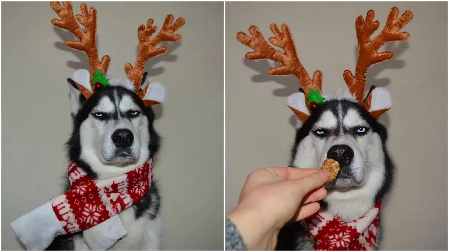 Very Funny Husky Picture with Christmas Theme and Santa Claus Reindeer