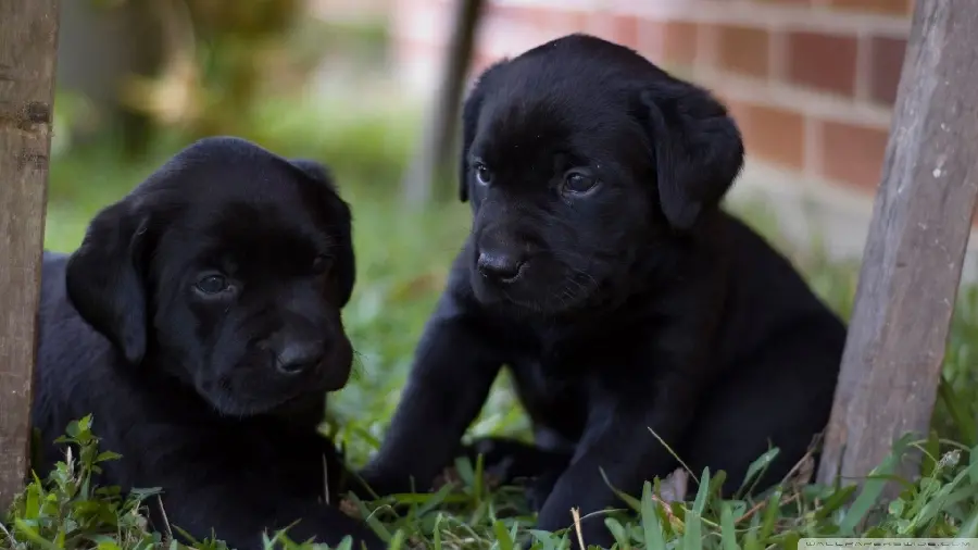 Download high-quality and free black Labrador Retriever background