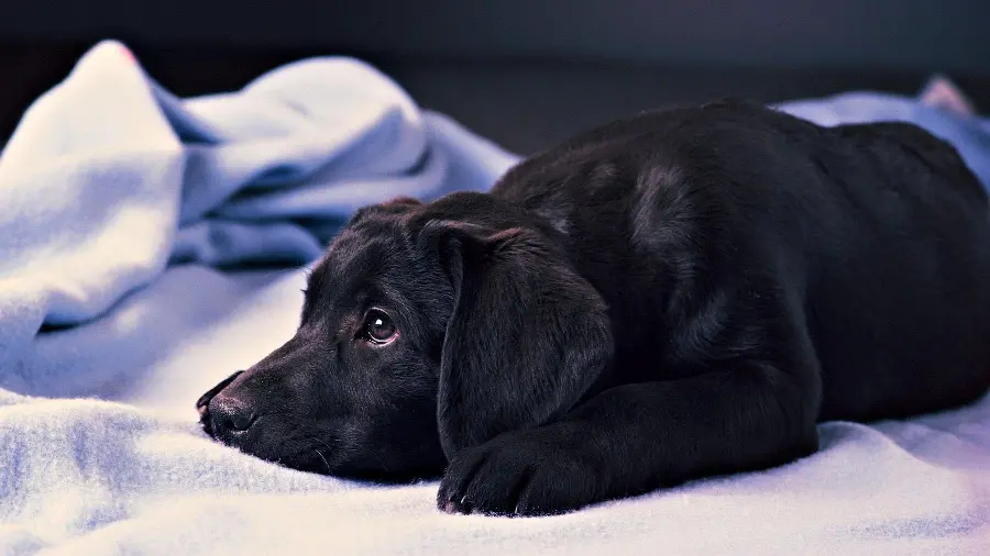 Profile Picture for Instagram with Black Labrador Retriever Design