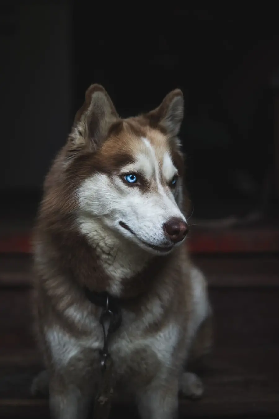 Attractive Wallpaper for iPhone of Blue-Eyed Husky 