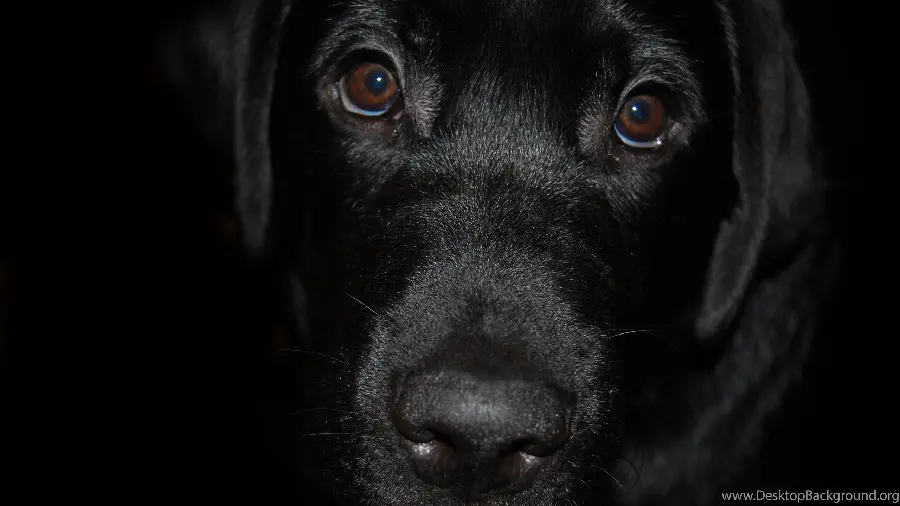 Amazing Black Dog Computer Background