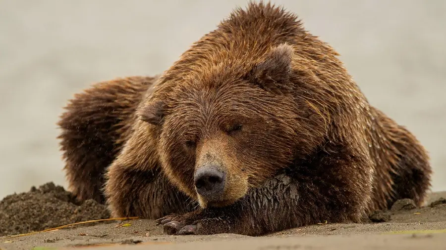 Wallpaper for laptop and desktop of adult bear with HD quality