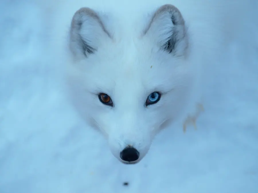 A Special and Rare Image of an Arctic Fox with Two Different Eye Colors