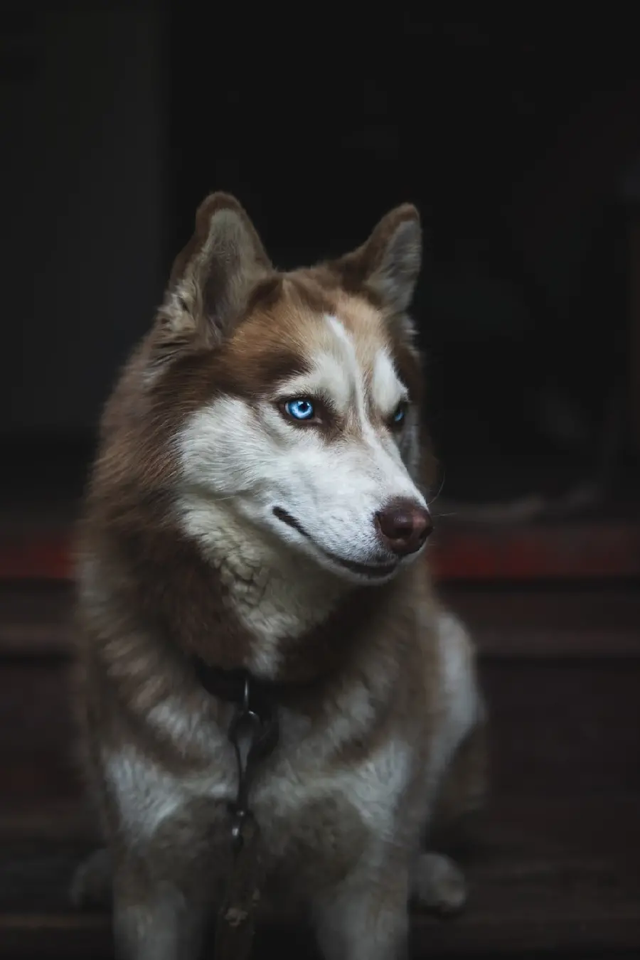 Download background for phone of red husky HD