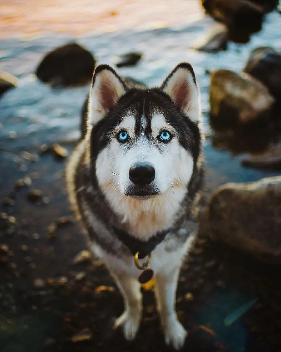 Download beautiful and eye-catching high-quality backgrounds of red husky