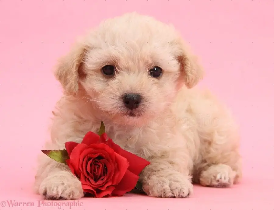 Cute dog background with an attractive Valentine's theme HD