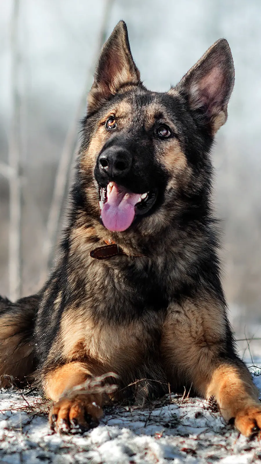 iPhone background photo of a German Shepherd guard dog