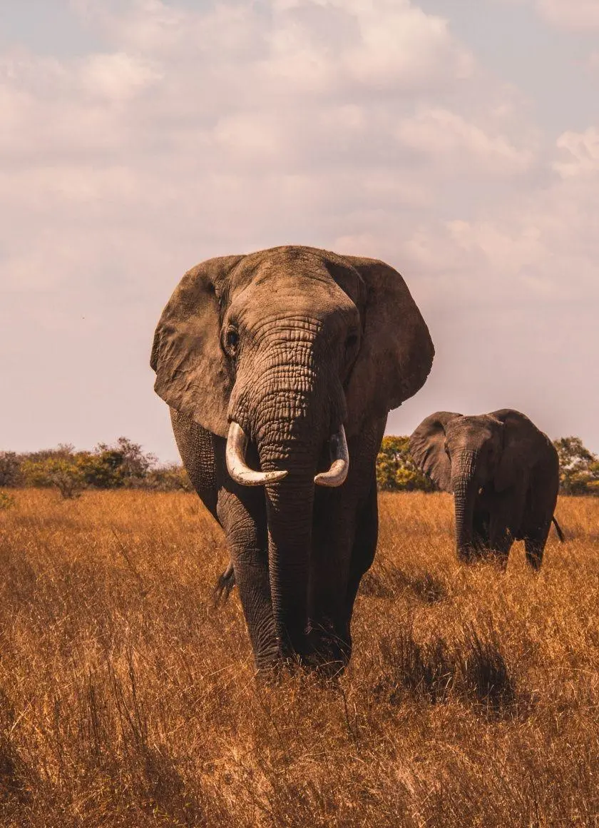 Download a stock image of a mammoth in the African grassland for wallpaper and background