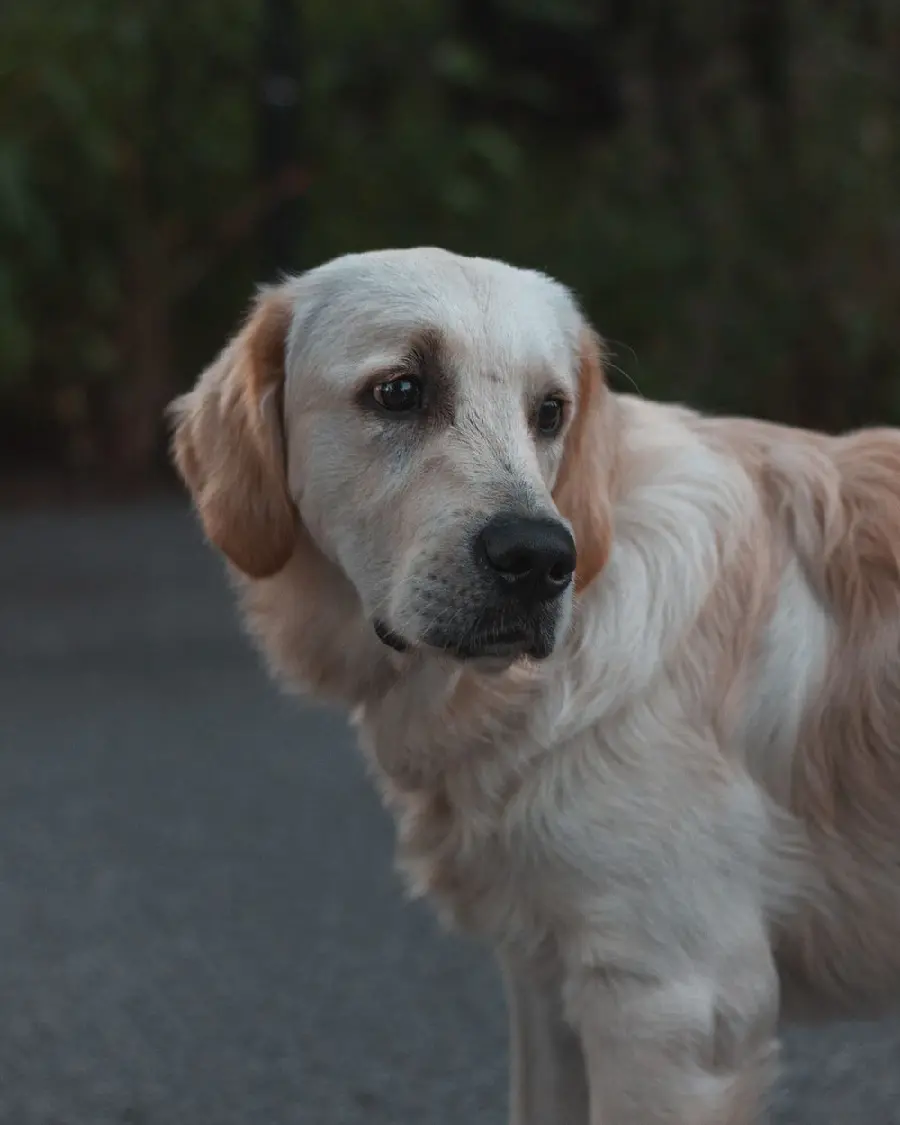 Funny Golden Retriever Dog Photo for Telegram Profile