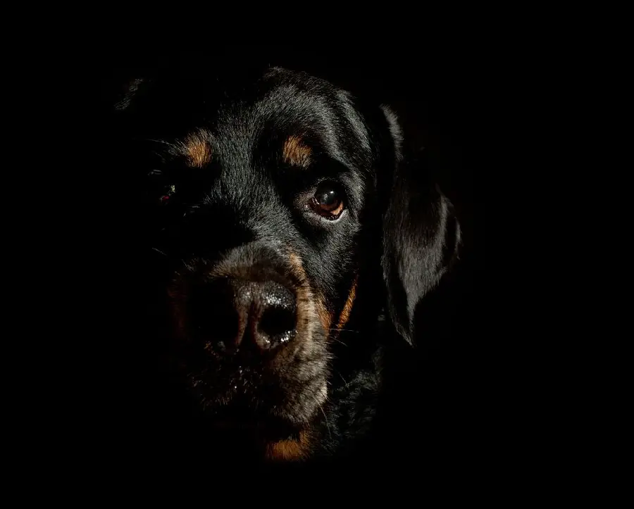 Spectacular Stock Photo of the Excellent Rottweiler Dog on a Black Background