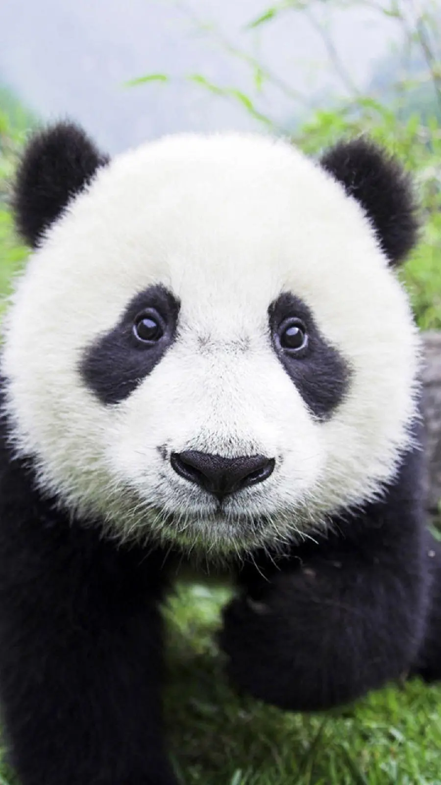 Free stock image for iPhone of a panda or Chinese bear