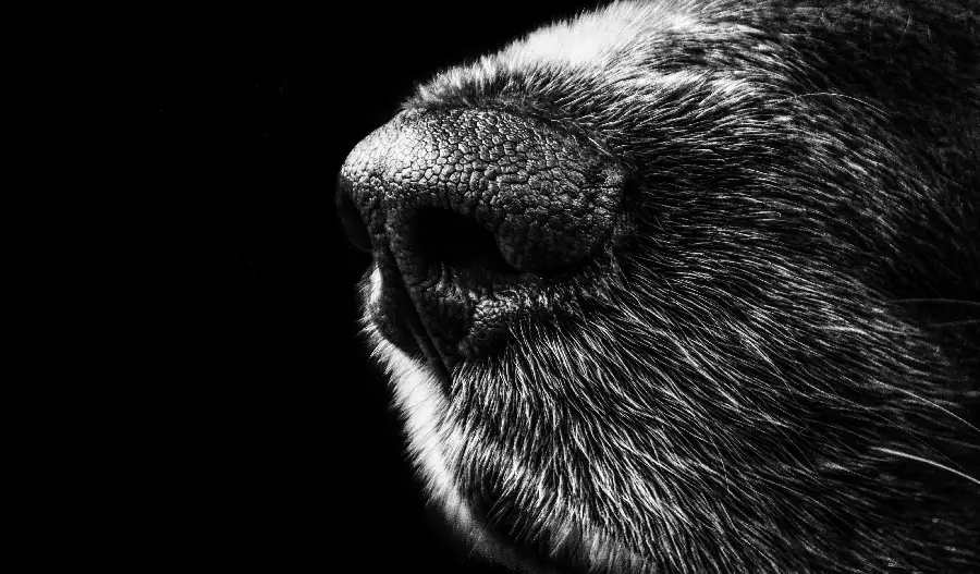 Artistic and special 4K dog background for computer 
