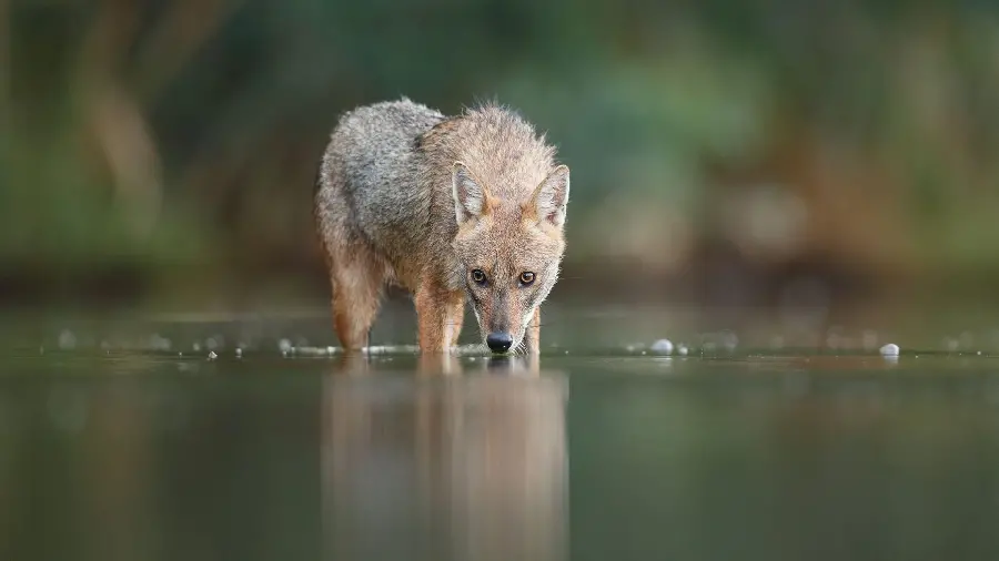 Awesome wallpaper image of jackal with great photography angle
