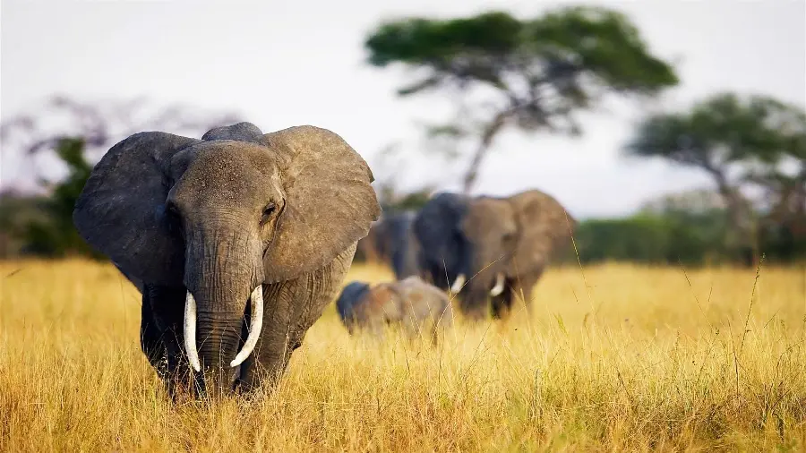 Download mobile background and profile of elephants migrating from the grasslands