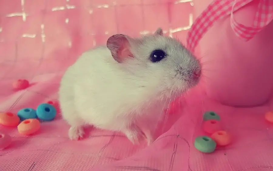 Girl Hamster Photo