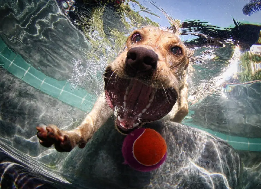 Very Cool Photo of Funny Dog from Underwater View