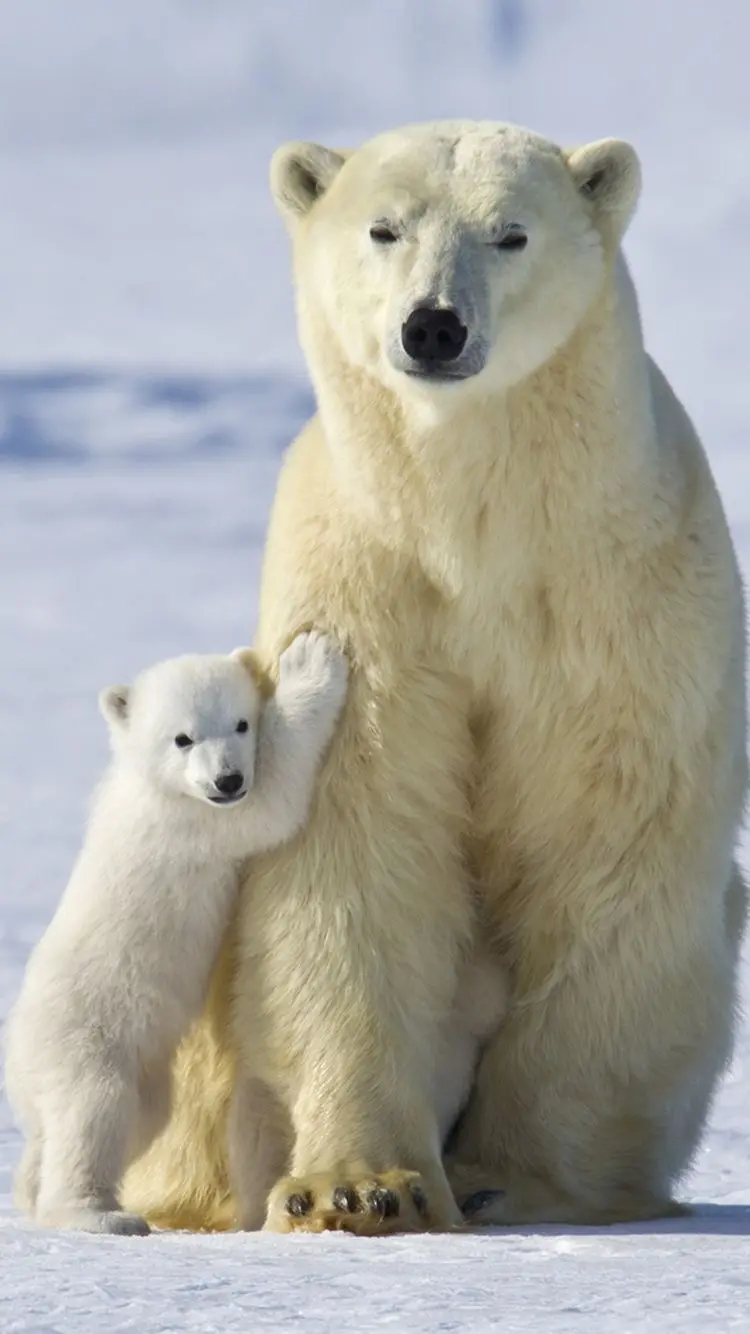 Stunning baby polar bear wallpaper for Telegram chat page