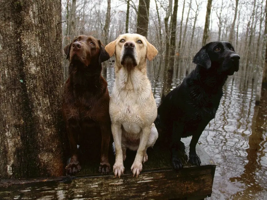 A Picture of Several Labrador Retriever Dogs in Different Colors