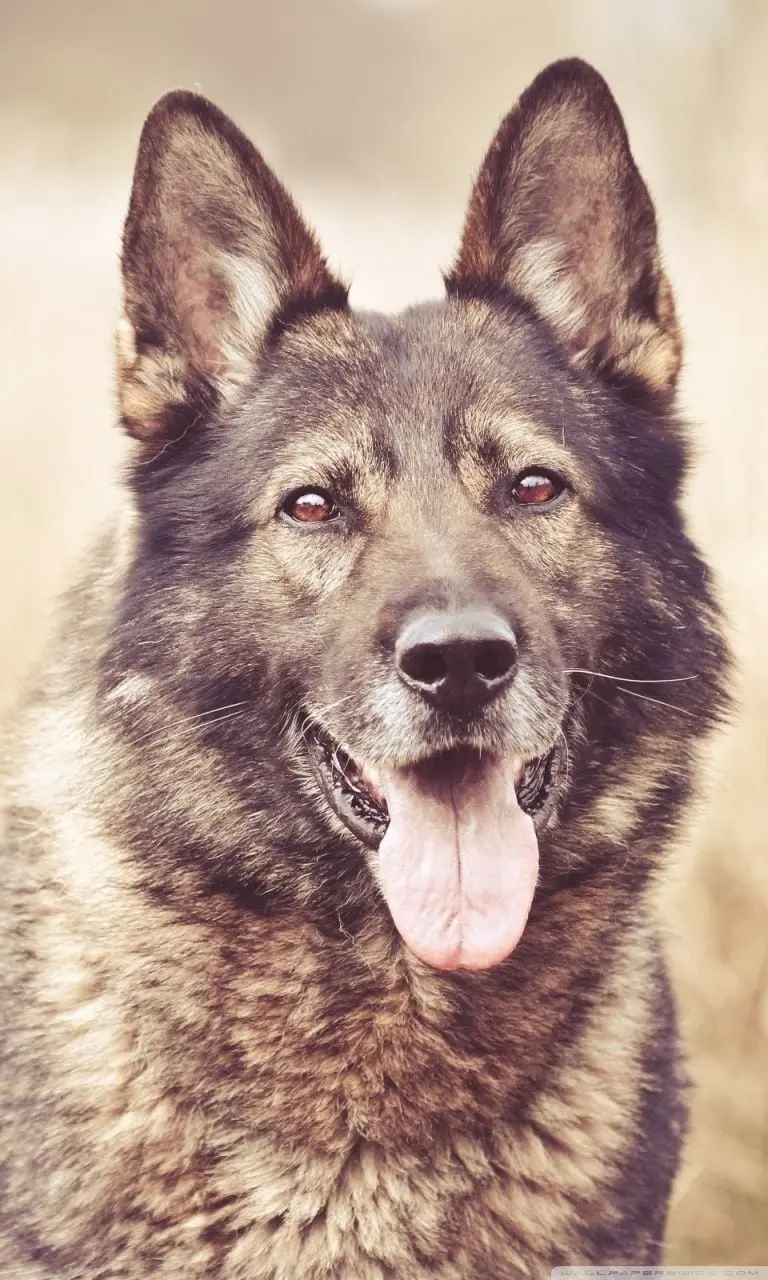 Stylish background for German Shepherd lovers suitable for iPhone 