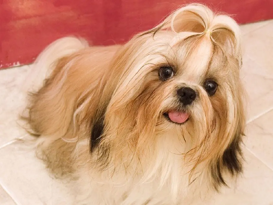 Fancy Puppy Stock Image of Popular Shih Tzu Breed