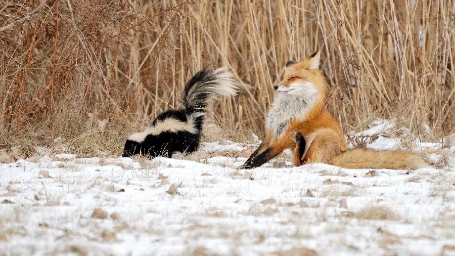 Stunning Skunk and Red Fox Laptop Wallpaper