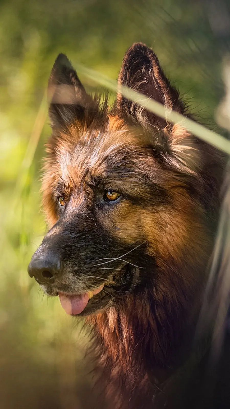 Amazing wallpaper and Spectacular German Shepherd Rex Dog for Mobile Phone