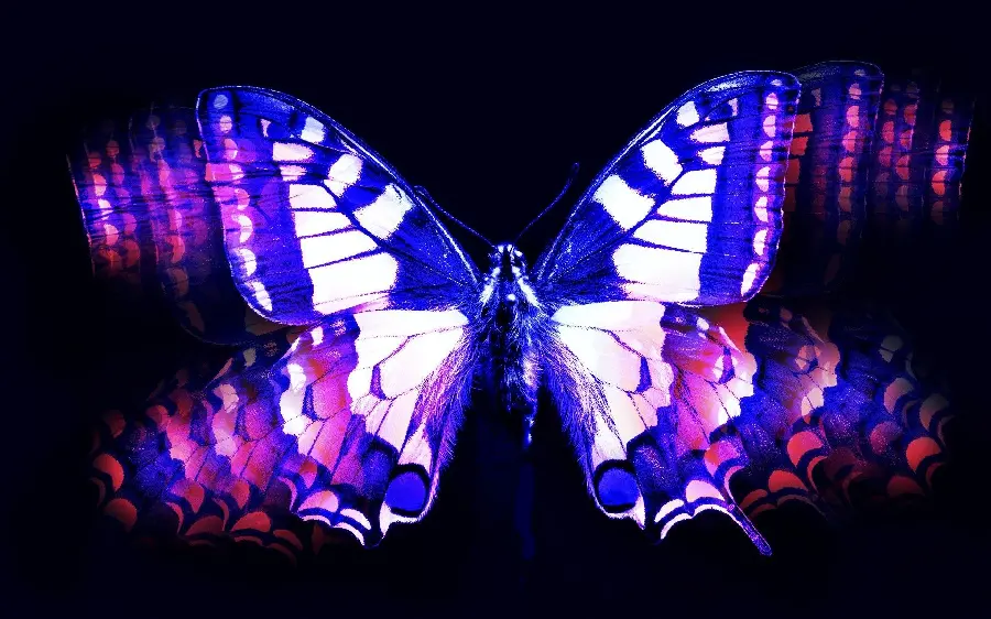 Purple Butterfly Desktop and Monitor Wallpaper with Black Background