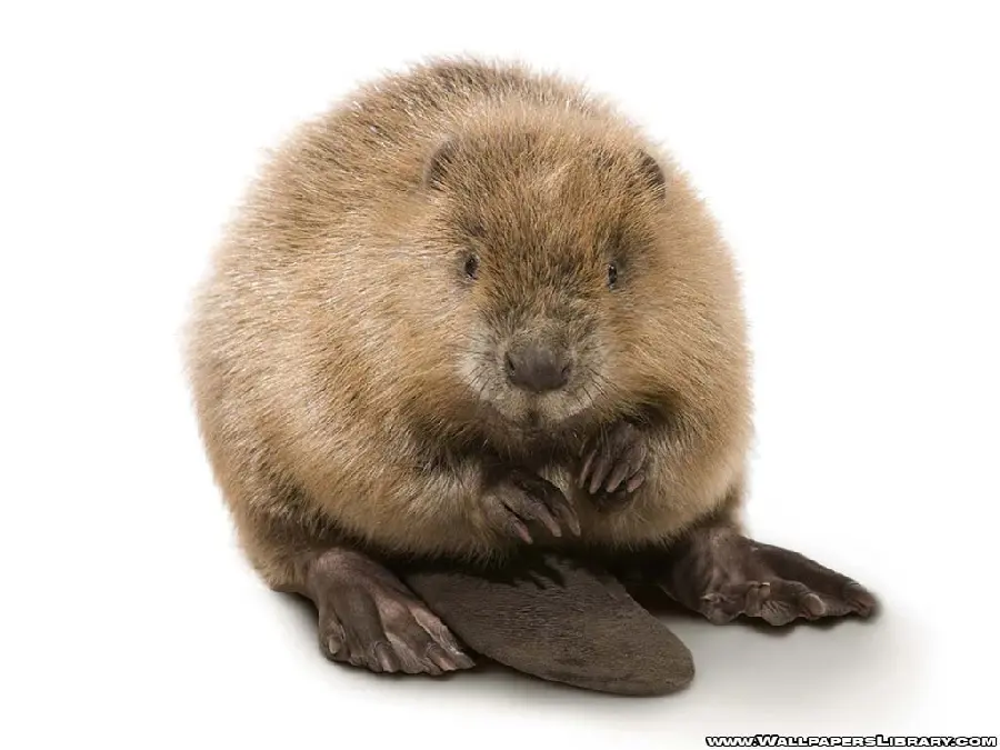 Image of a real Eurasian beaver on a white background