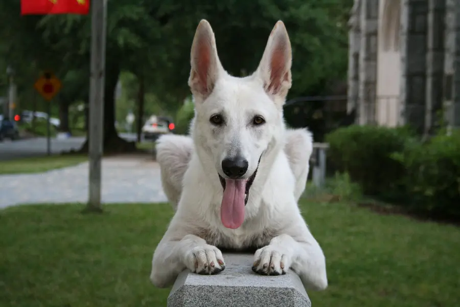 Funny White German Shepherd Picture for Profile and Background 