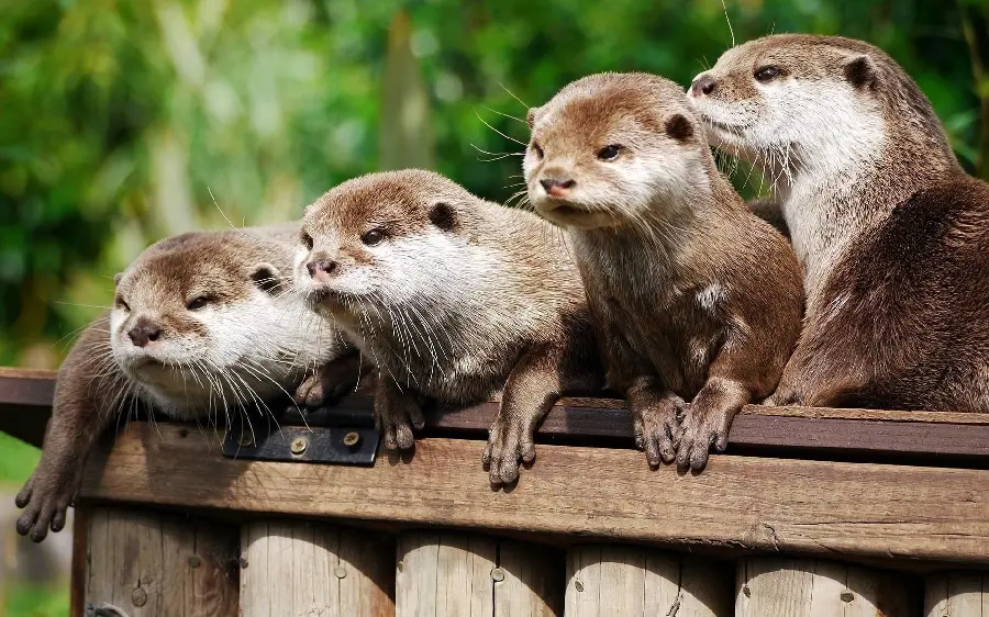 Free download of otter family background image