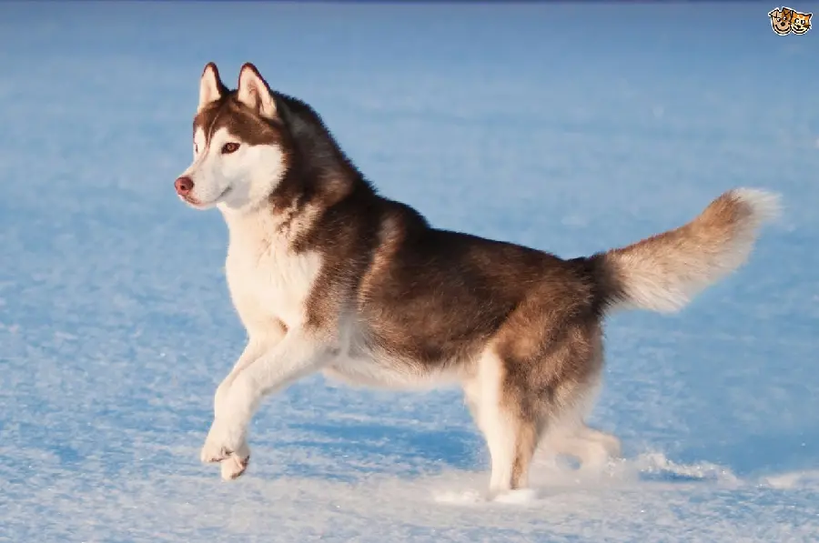 FULL HD red husky wallpaper for big dog lovers