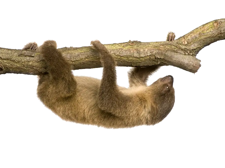 Downloaded Sloth Baby PNG Image with Direct Link