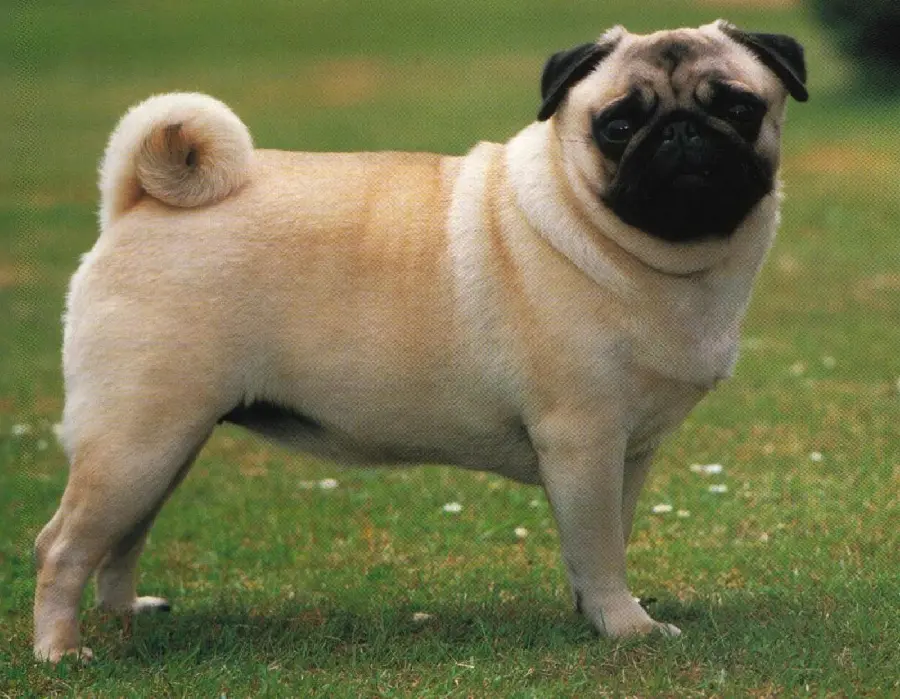 Pug Dog Stock Image for Instagram Post Design