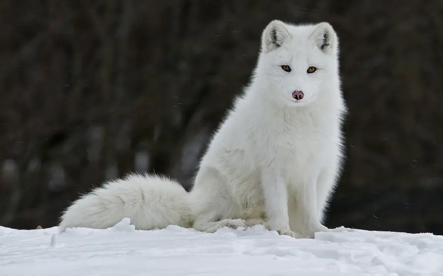 Full HD Stock Photo of Arctic Fox for Laptop