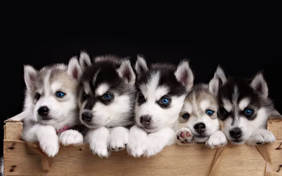Cute red husky puppies background for poster printing in pet shops