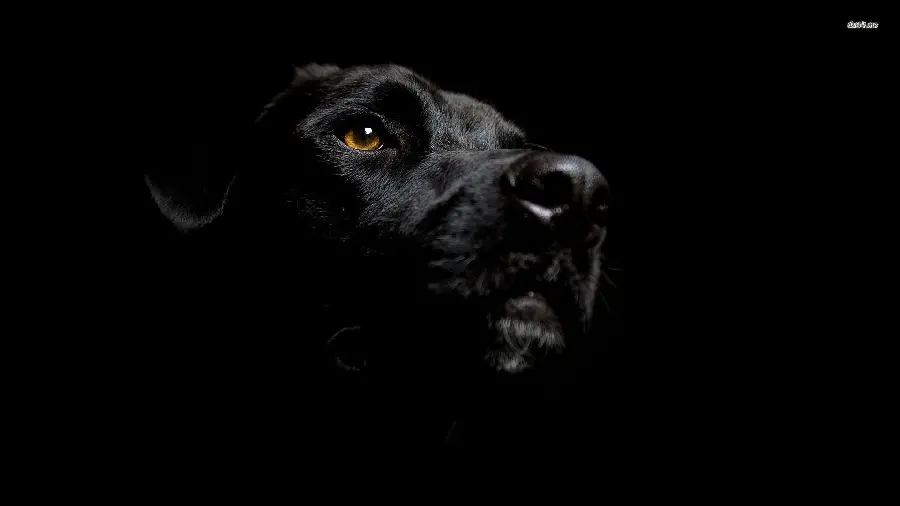 The Most Beautiful High Quality Black Dog Wallpaper