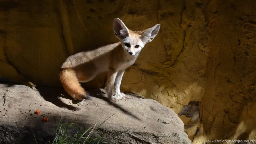 Best possible quality stock photo of a fennec fox