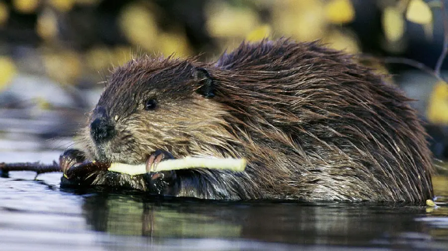 Wallpaper for desktop and computer of beaver collecting wood